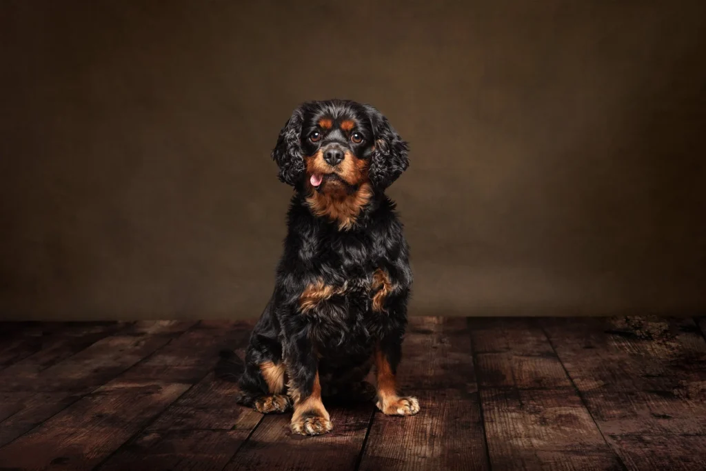 North Shore studio dog photographer capturing timeless portrait