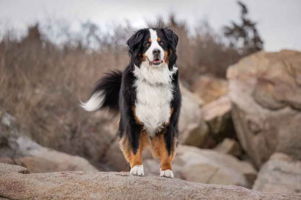 bernese mountain dog on rocks at Wingersheek beach, gloucester massachusetts