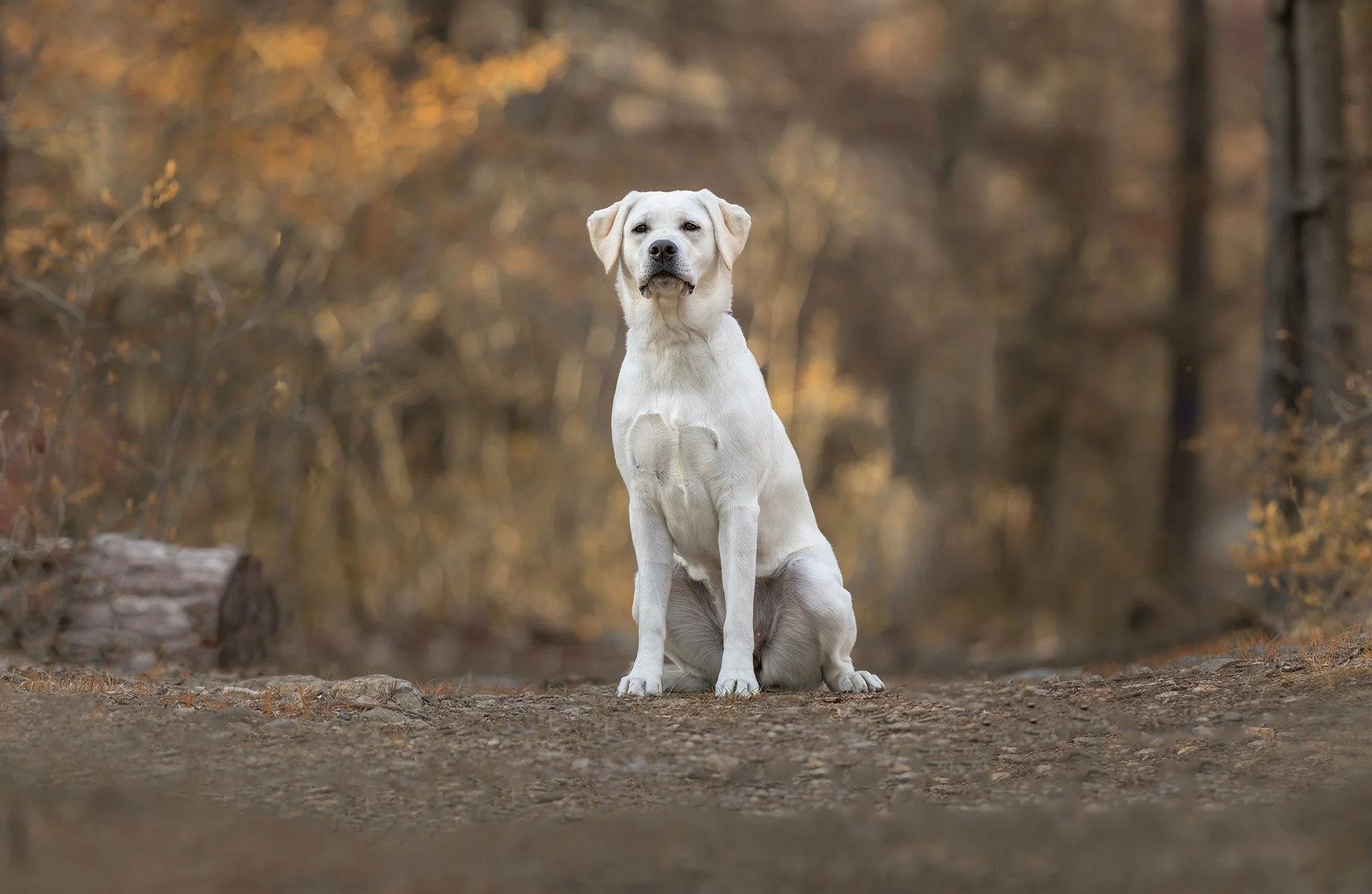 A white Labrador Retriever dog sitting on a dirt trail in a forest with autumn-colored leaves.