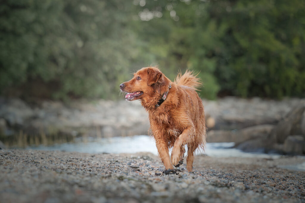 North Shore dog photographer capturing soulful portrait in Massachusetts