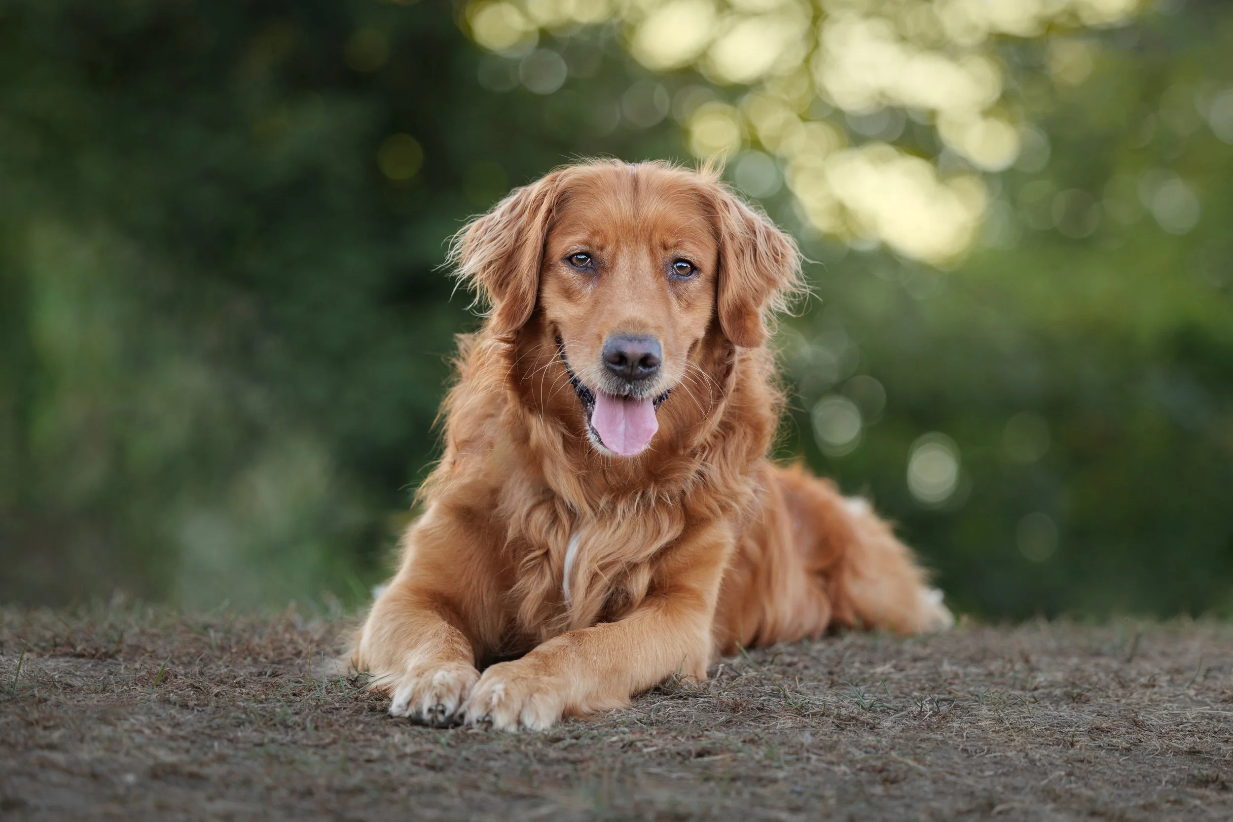 A golden retriever lying on the ground outdoors with a blurred green background, looking at the camera with its tongue out.