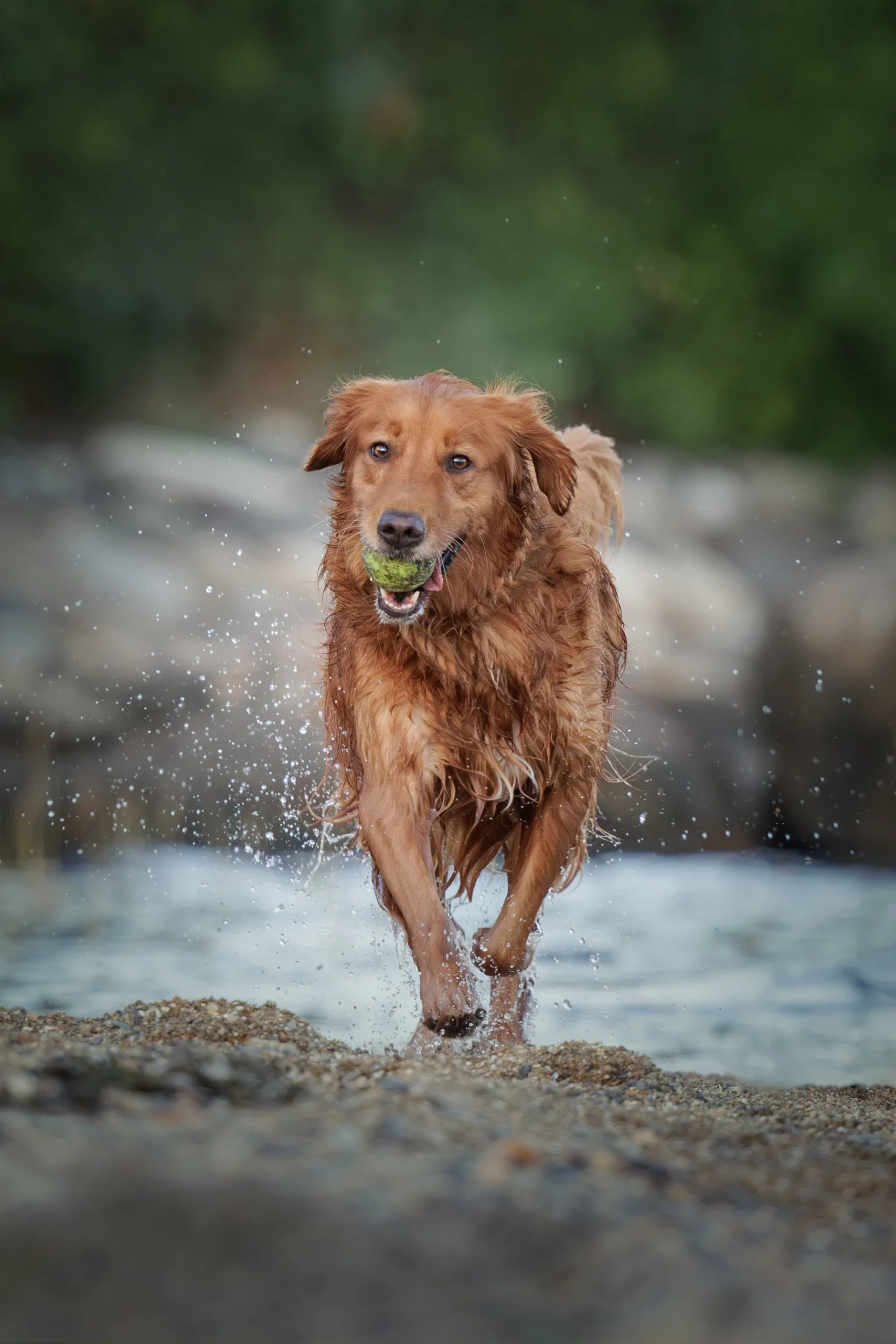 A golden retriever running through shallow water with a tennis ball in its mouth.