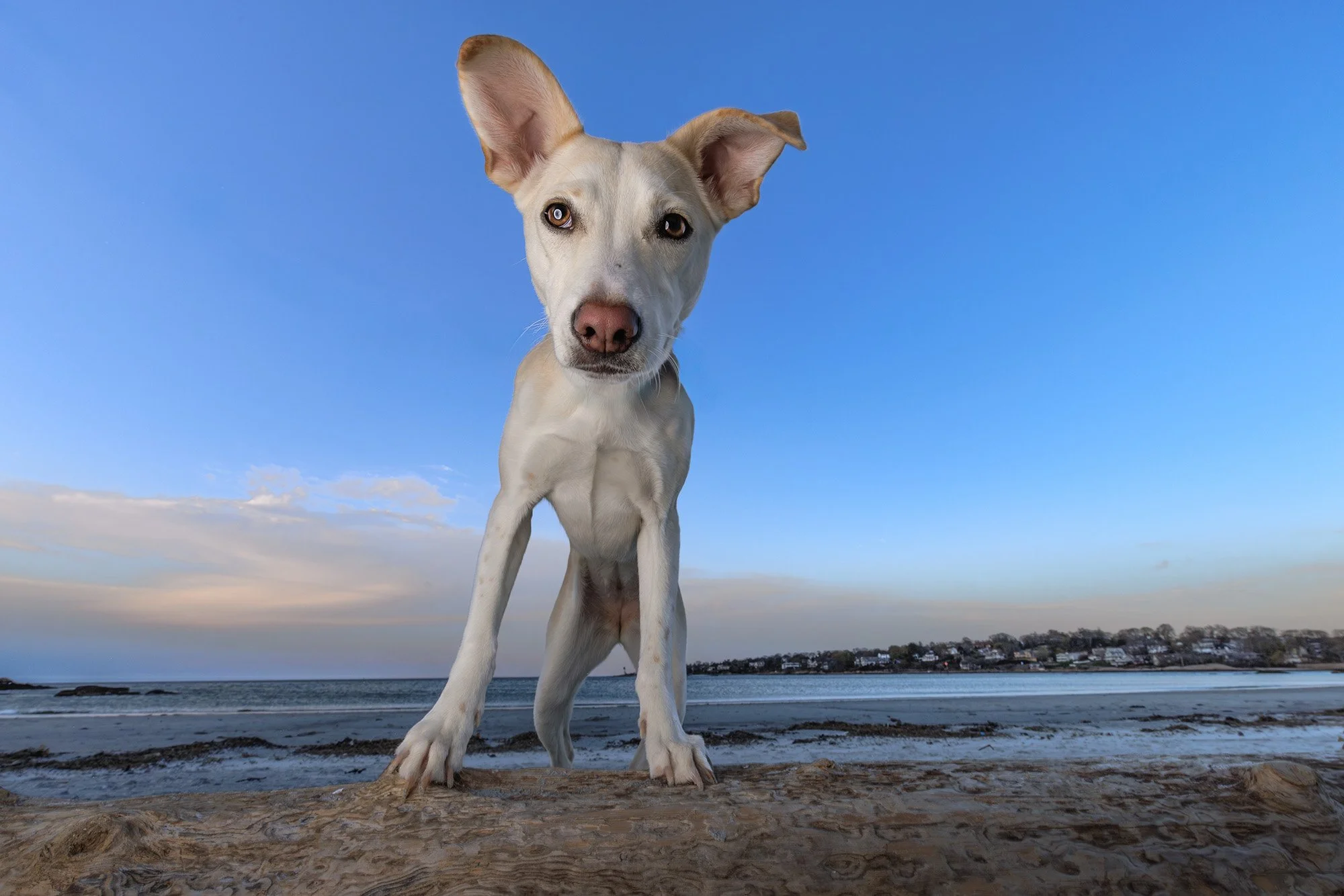 A dog with large ears standing on a beach, with the ocean and a town in the background under a blue sky.
