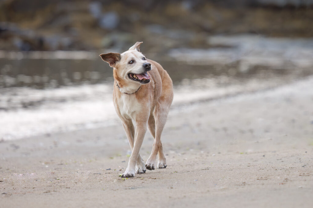 Senior dog walking slowly along shore during an outdoor legacy photography session