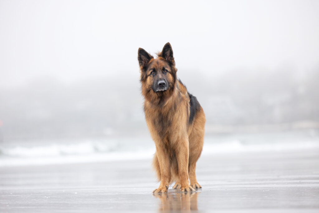 German Shepherd standing on wet sand at low tide, Wingaersheek Beach, Gloucester