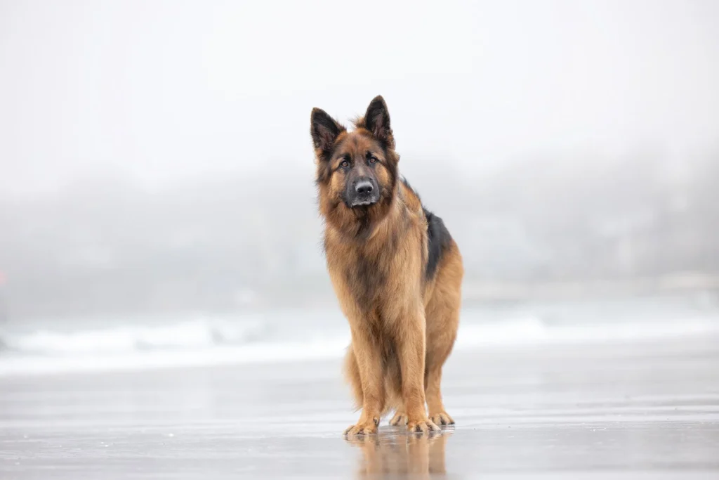 North Shore dog photographer capturing soulful portrait in Massachusetts