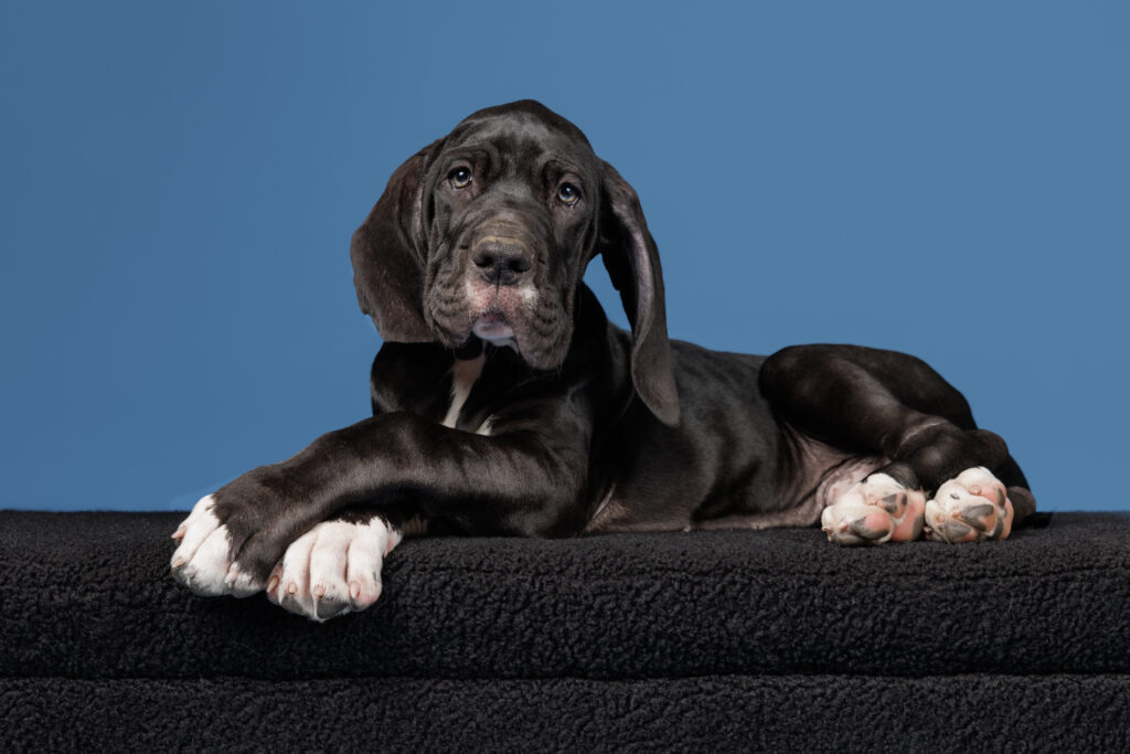 studio dog portrait in massachusetts