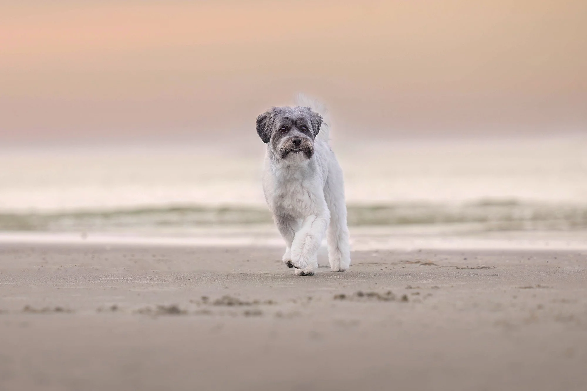 A small dog with grey and white fur walking on the beach during sunset or sunrise.