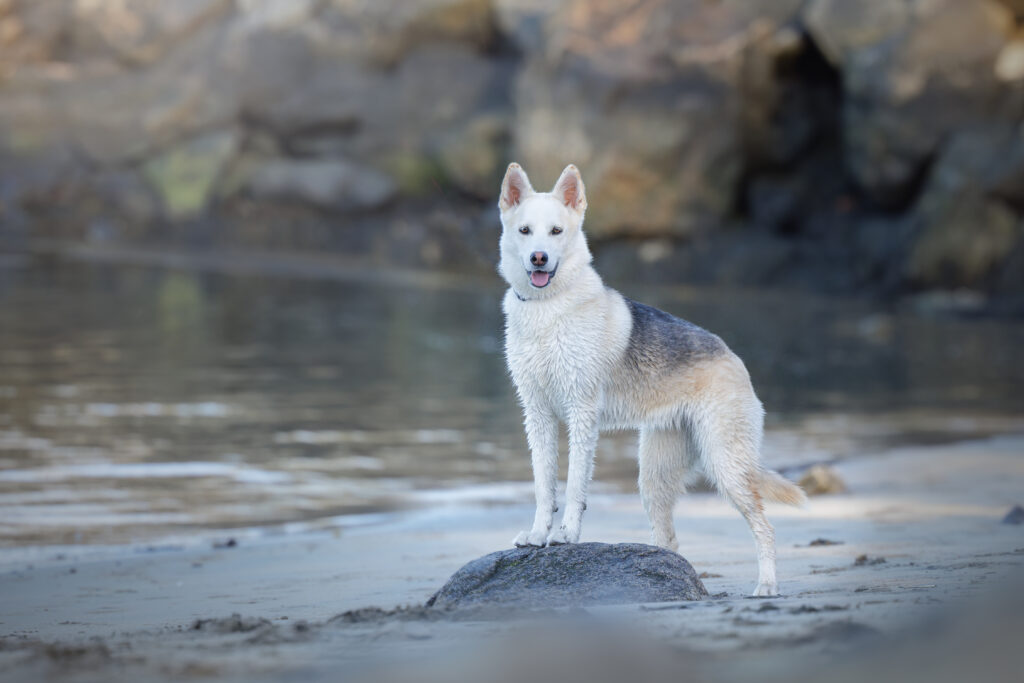 Dog friendly beaches north of Boston — white and grey husky-mix standing on rocks at the ocean's edge"