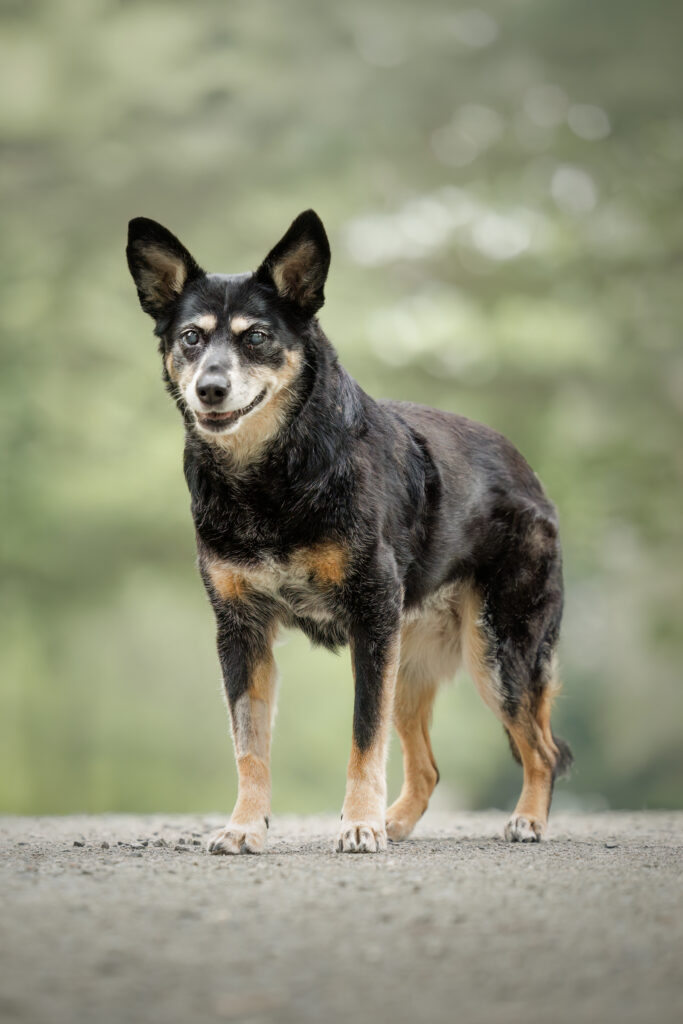 Aging dog standing calmly on a wooded trail during an outdoor legacy dog photography session