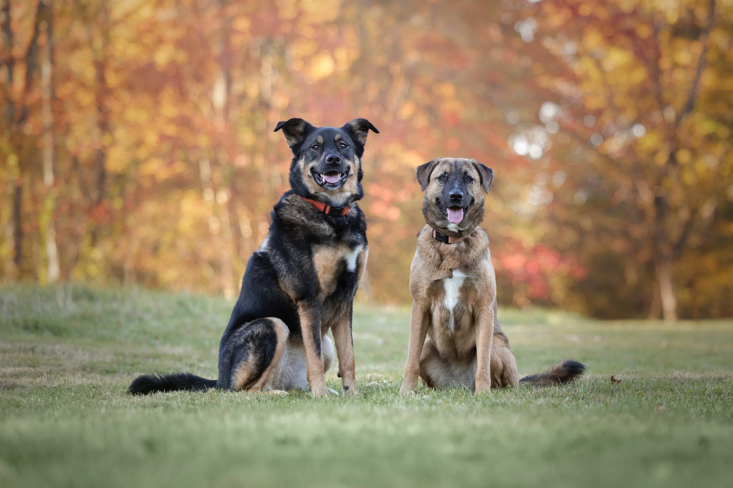 Two dogs sitting on grass in a park with autumn trees in the background.