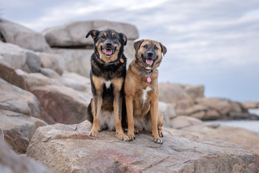 rescues at wingaersheek beach rocks