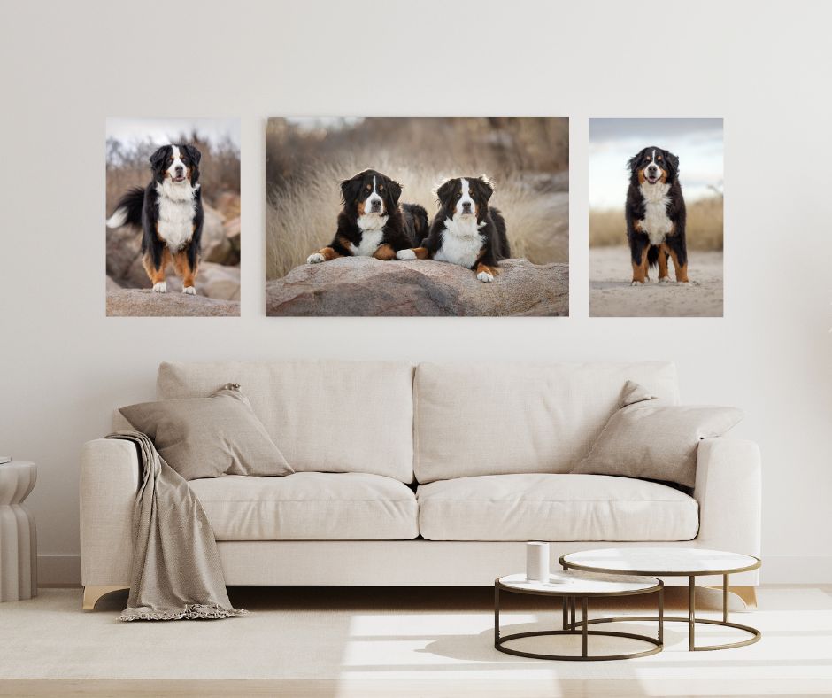 North Shore dog photographer capturing soulful portrait in Massachusetts