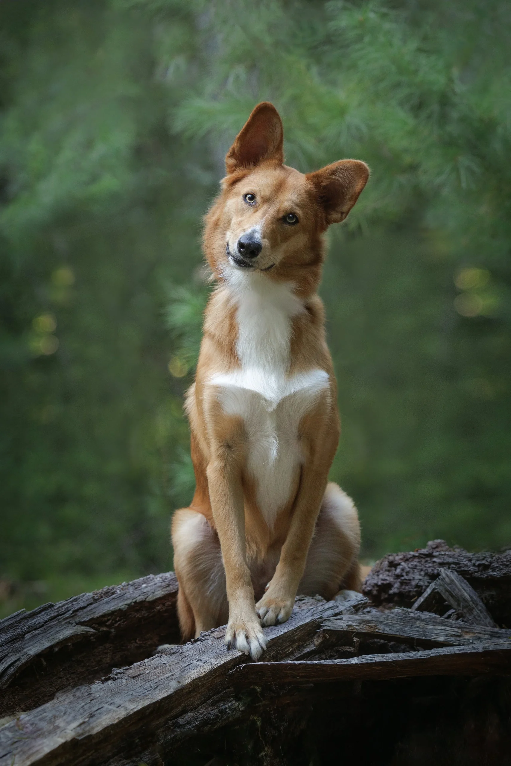 A tan and white dog sitting on a fallen tree in a forested area with green foliage.