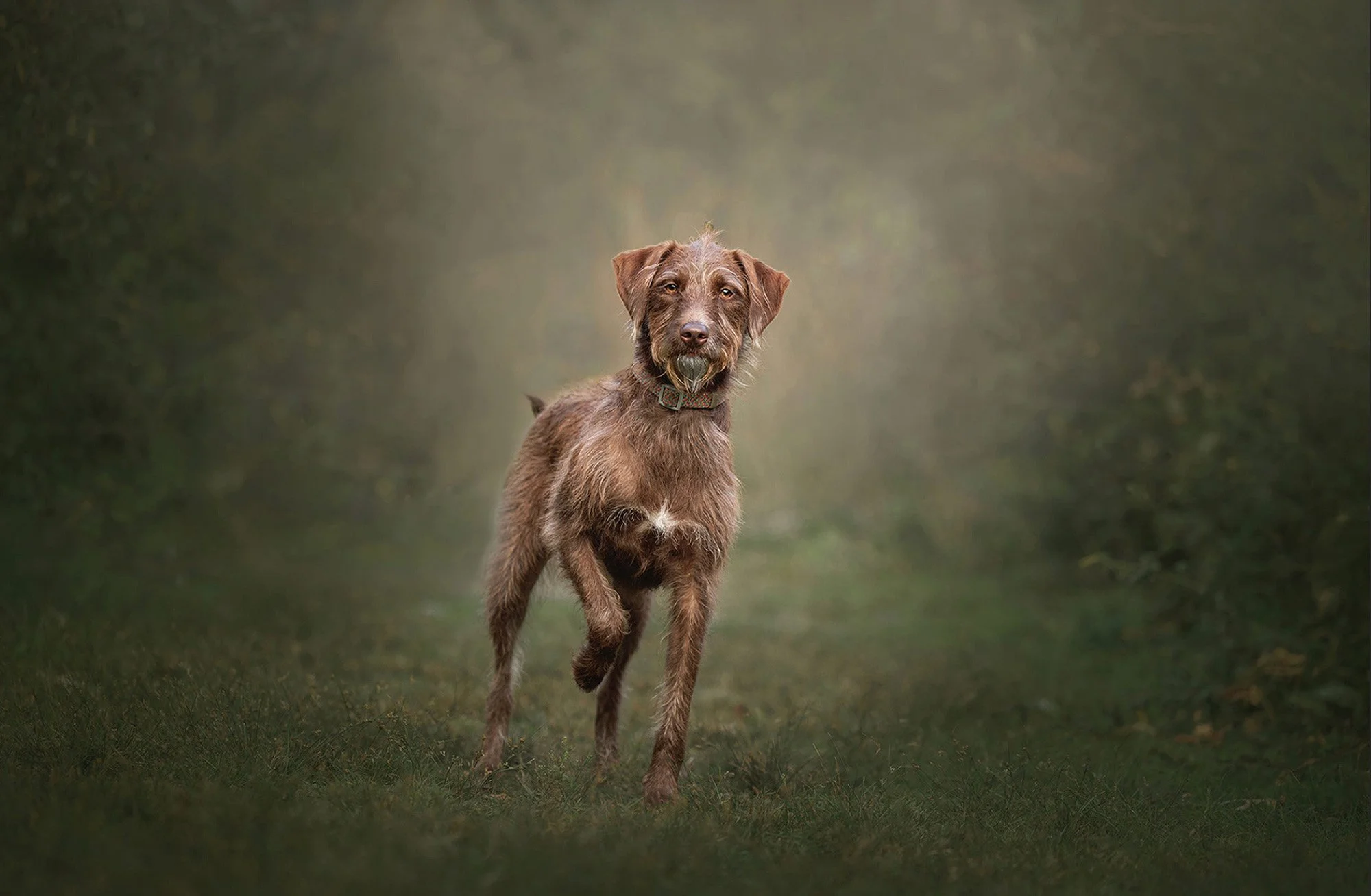 A brown dog walking on a grassy path in a forest with a blurred green and brown background