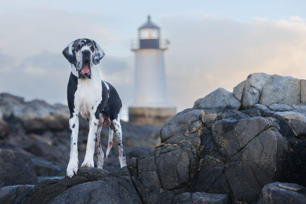 Great Dane standing on rocks in front of the lighthouse at Winter Island, Salem