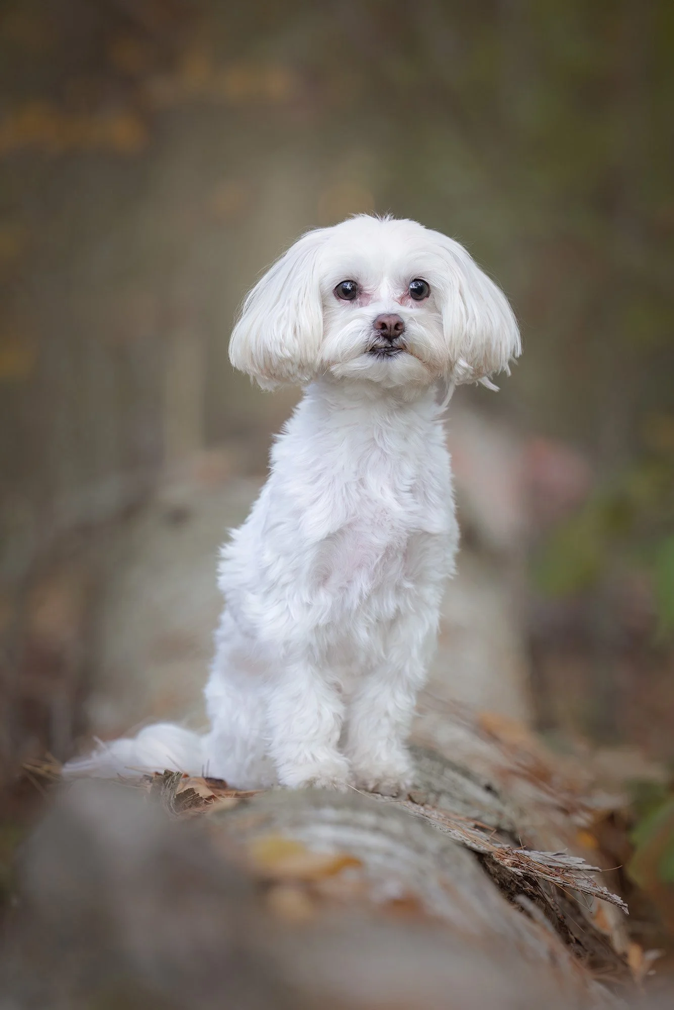 A white dog with fluffy fur sitting on a log in a forested area.