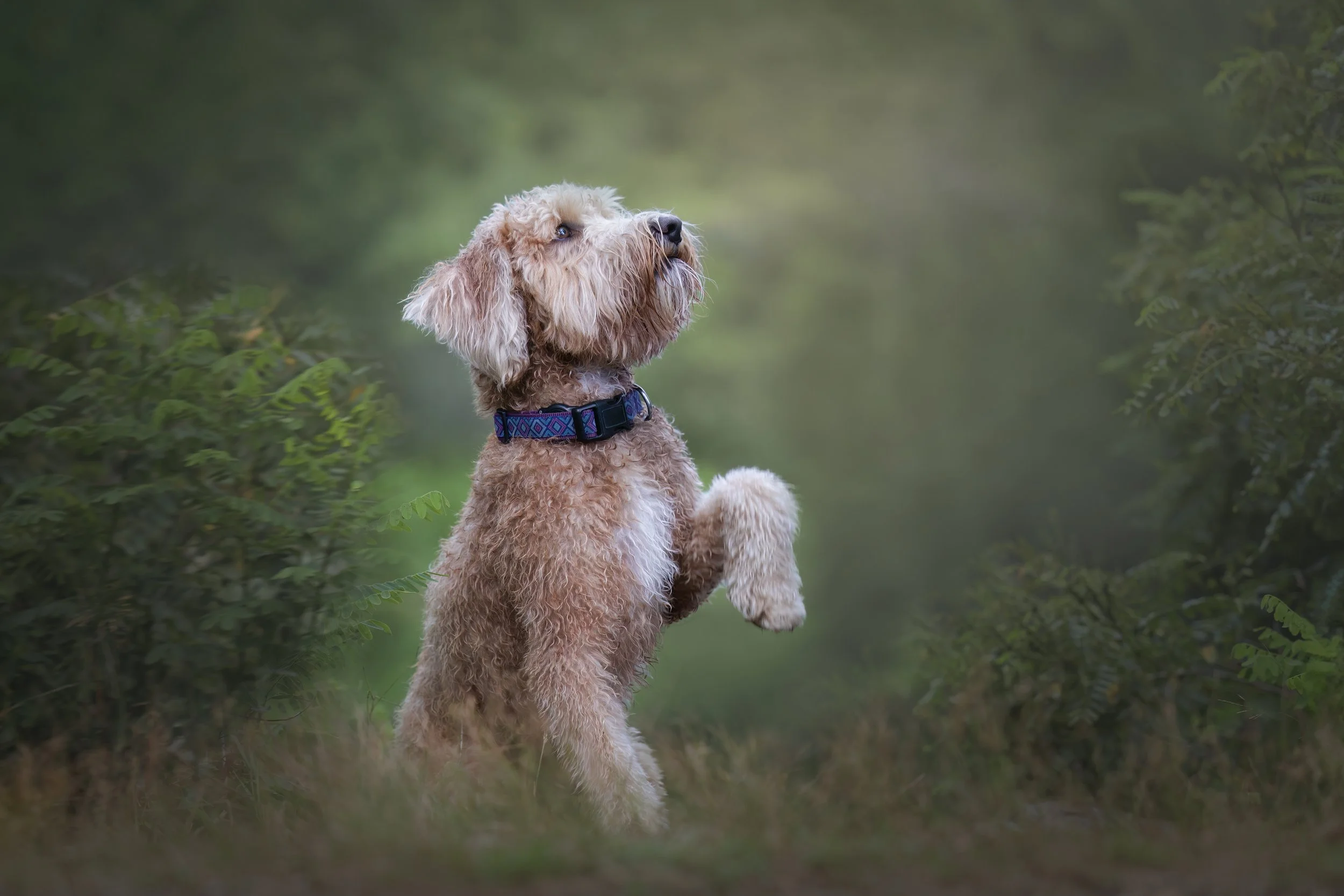 A curly-haired dog sitting on its hind leg with one paw raised in a green forest setting.
