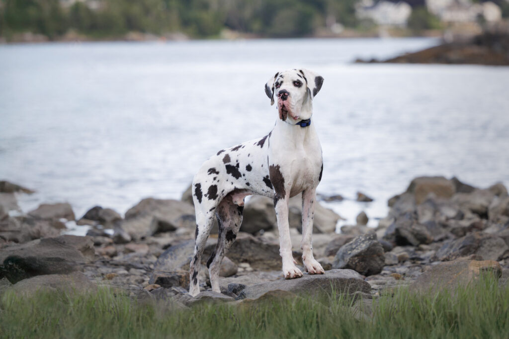 Great Dane standing on rocky shoreline at Forest River Park, Salem