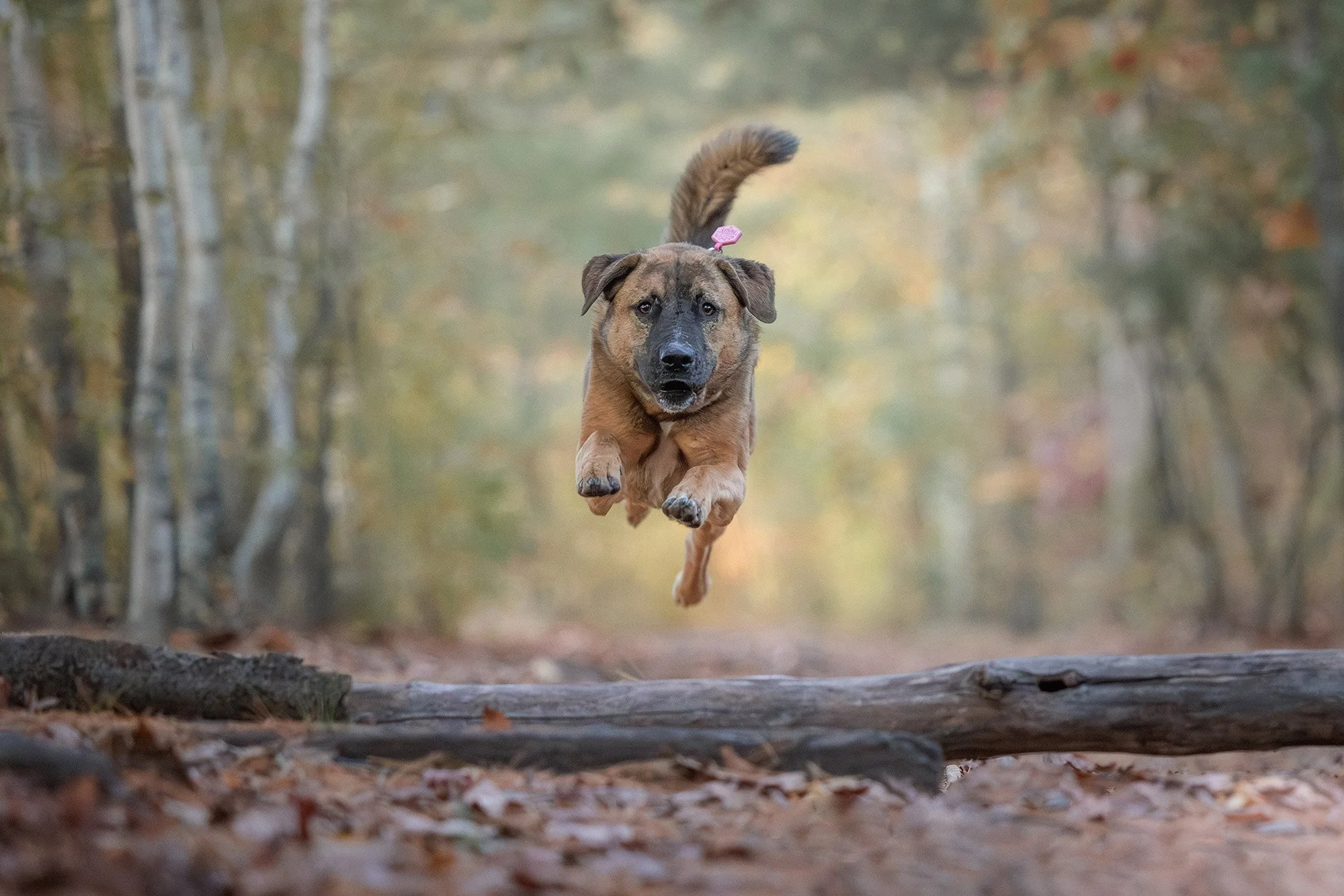 A brown dog with a black face running through a forested trail.