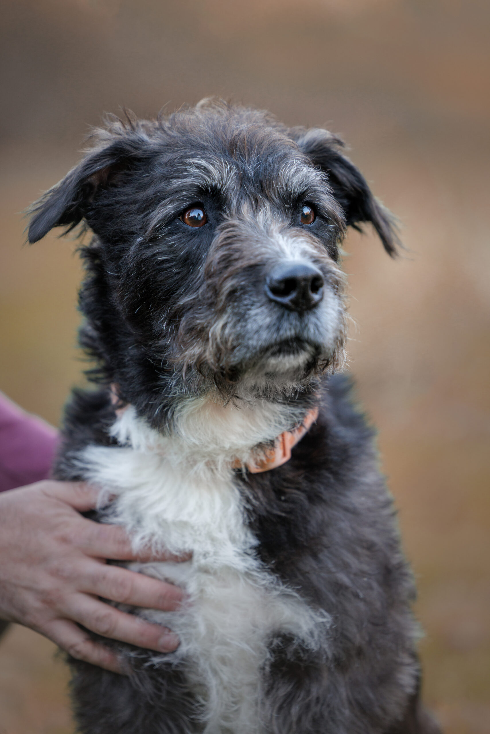 Aging dog resting calmly at sunset during an outdoor legacy photography session in New England