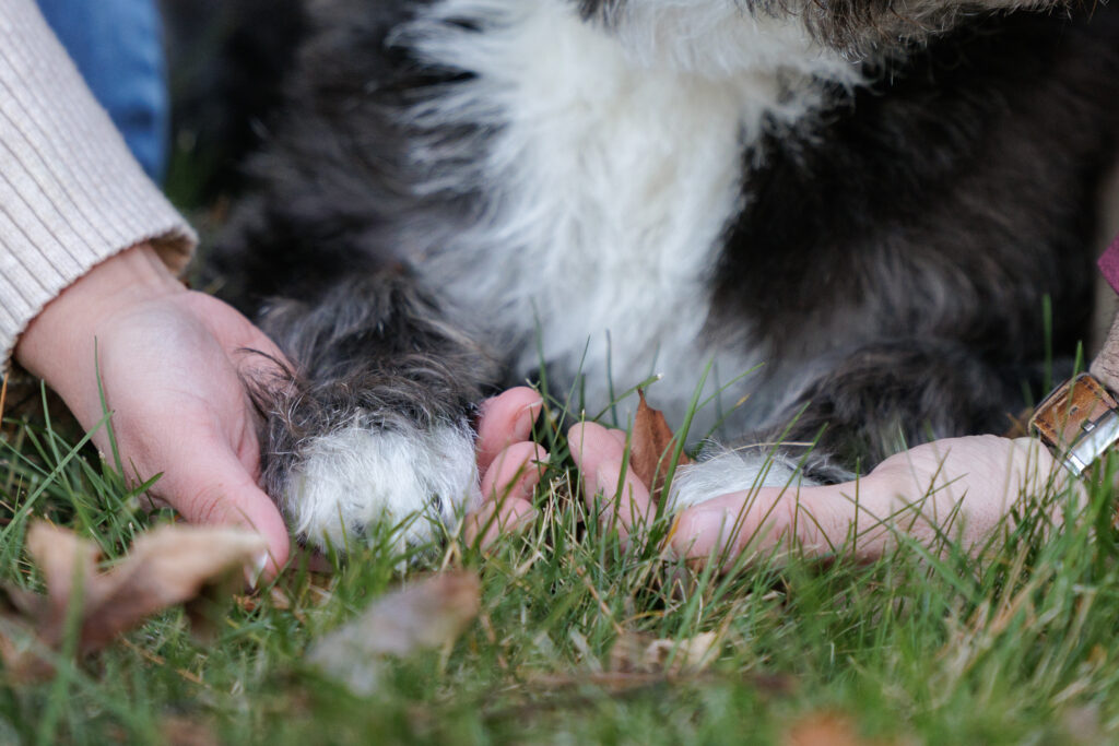 North Shore dog photographer capturing soulful portrait in Massachusetts
