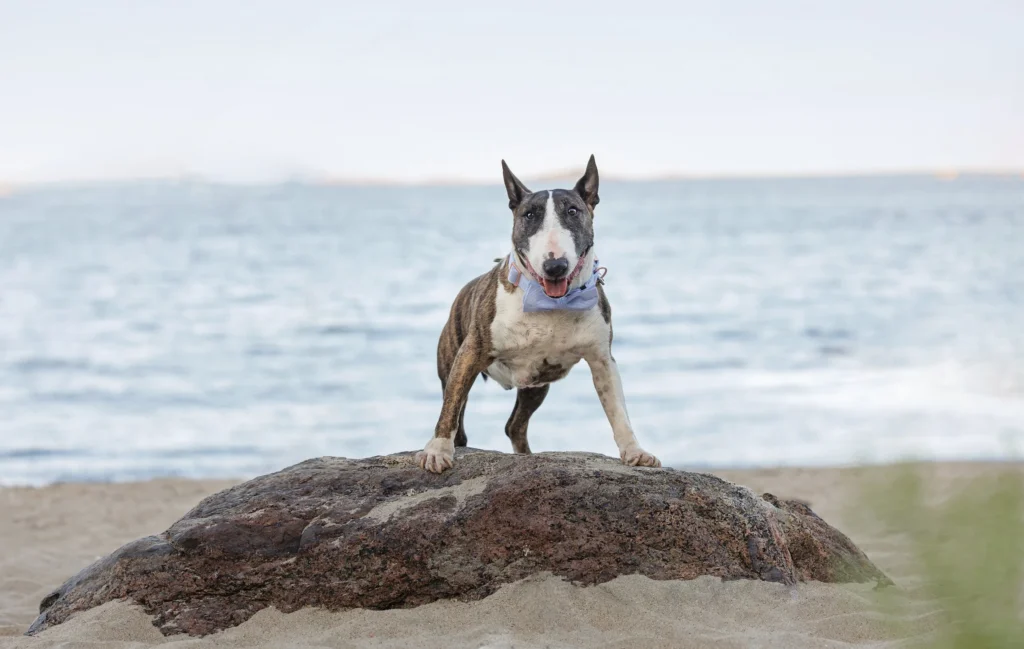 dog enjoying his session on rock at winter island salem massachusetts