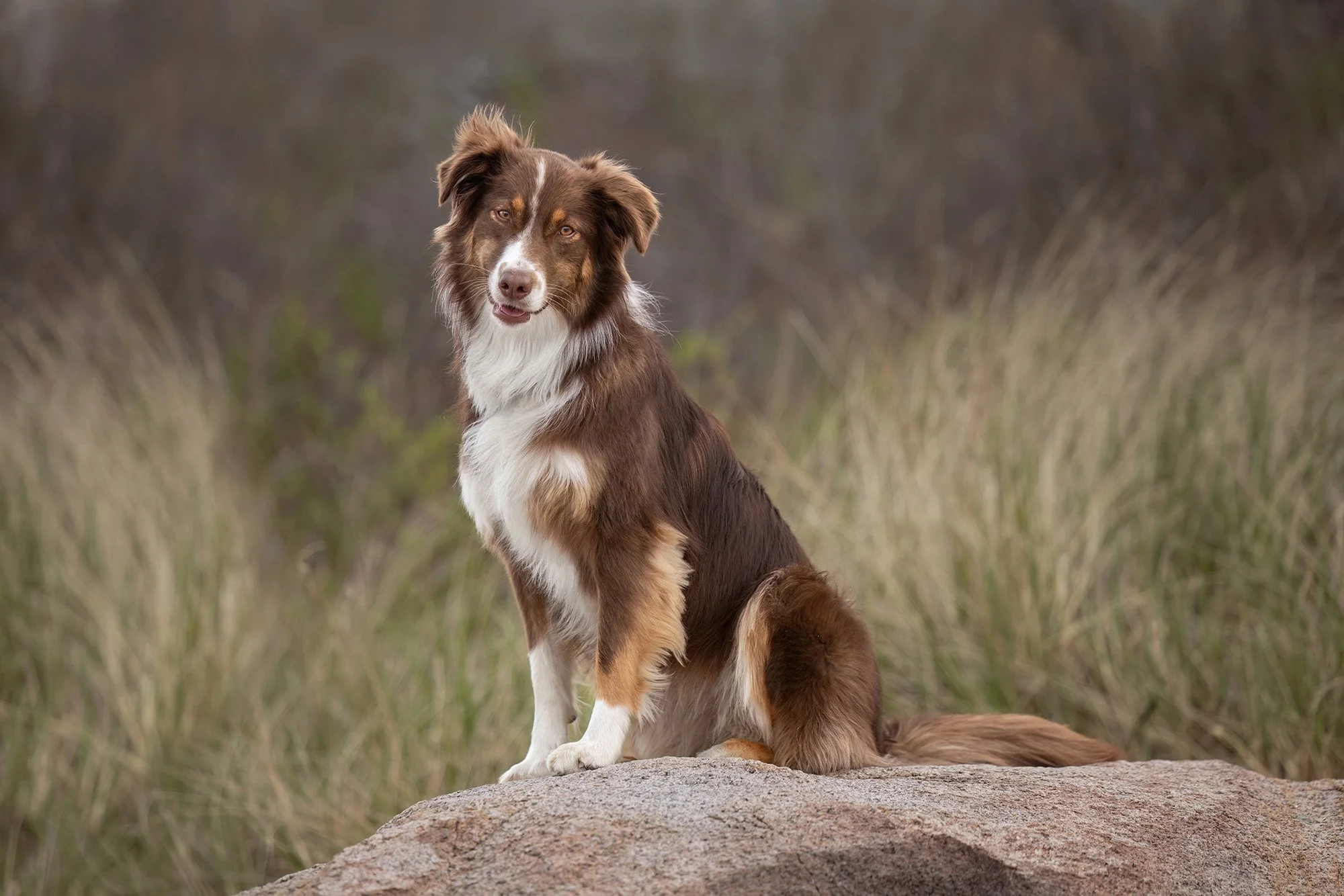 A dog, likely a Border Collie, sitting on a rock in a grassy outdoor area with a blurred natural background.