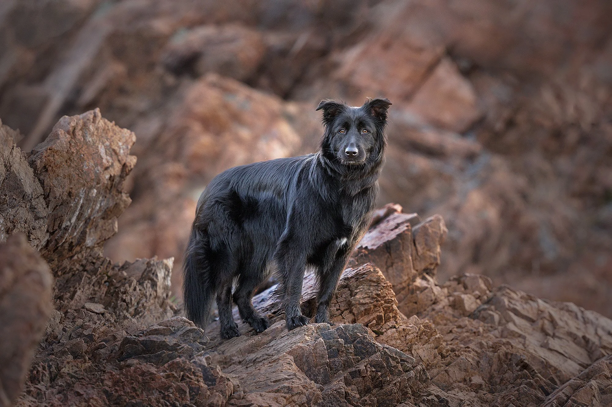 A black dog with a fluffy coat standing on rocky terrain with a brown rocky background.