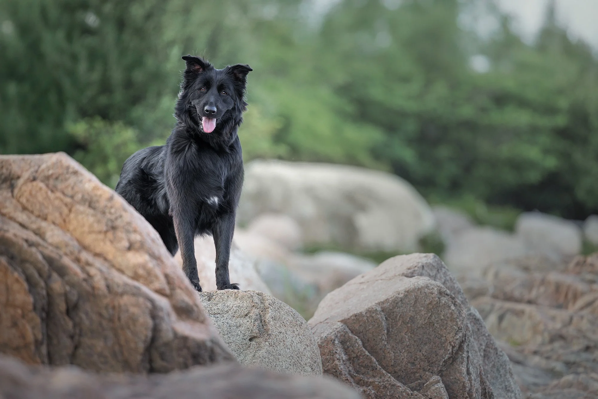 Black dog standing on a rock in a natural outdoor setting with trees in the background.