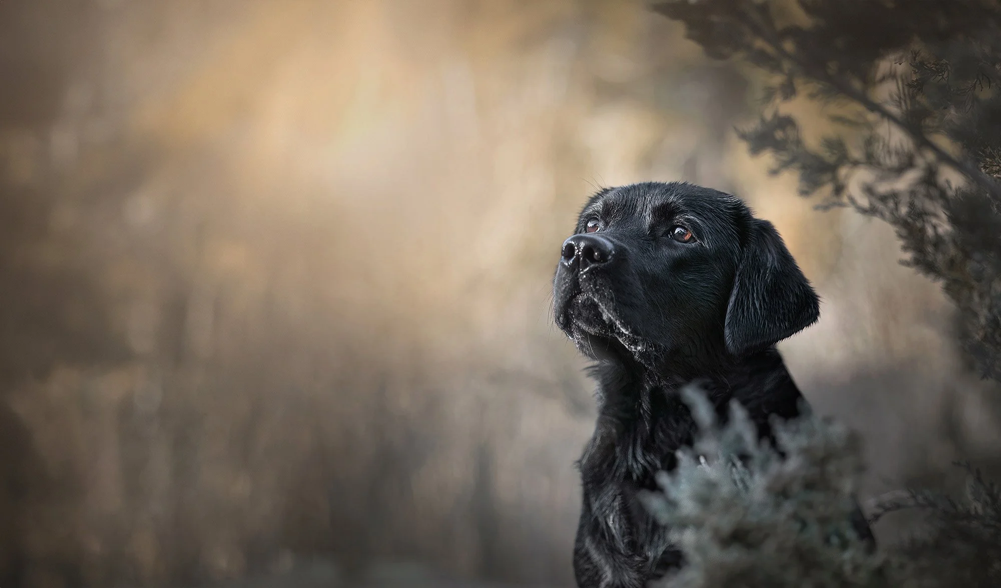 Black dog with wet snout looking upward, surrounded by natural forest with blurred background.