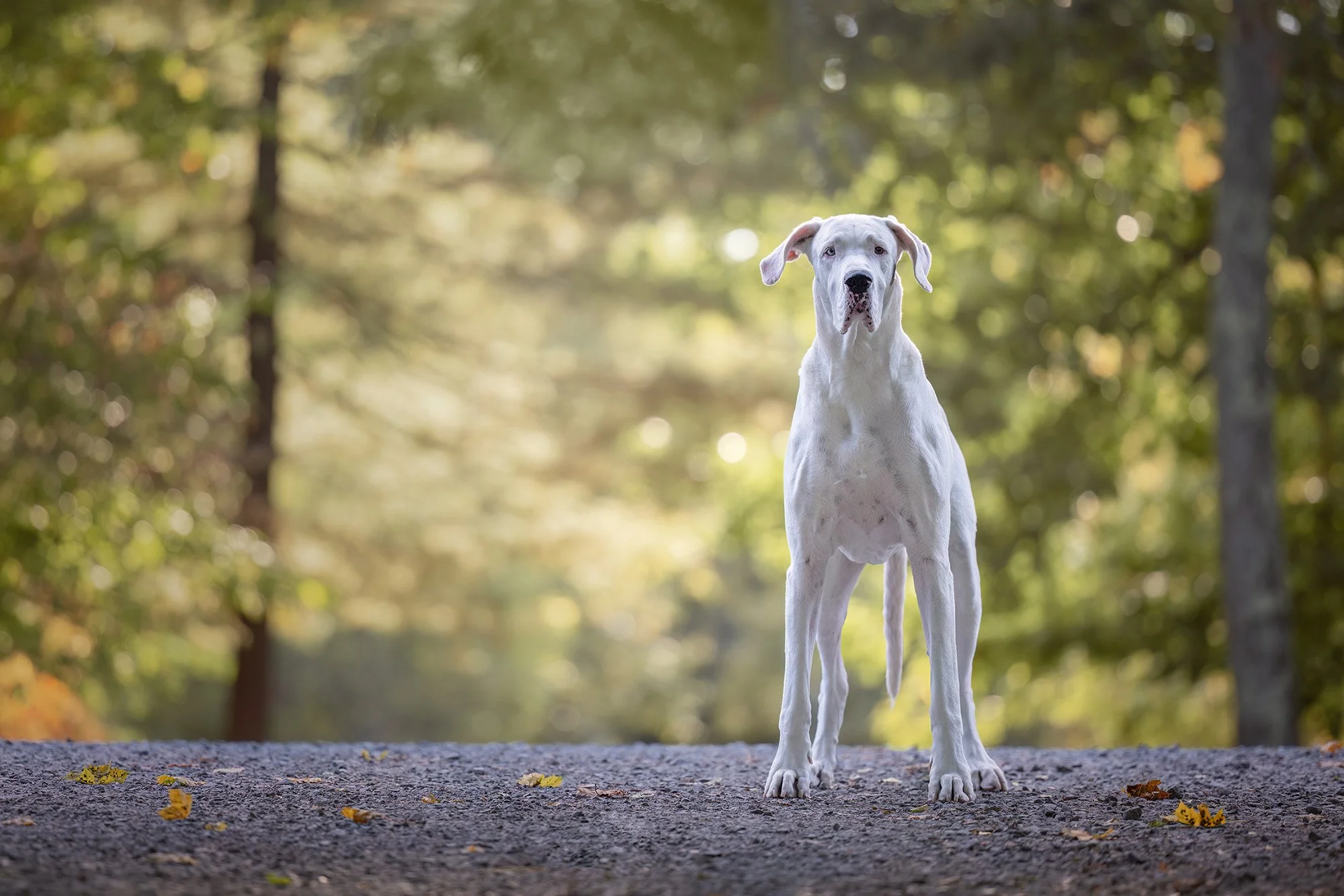 A white Great Dane dog standing on a gravel path in a wooded area with green and yellow autumn leaves.