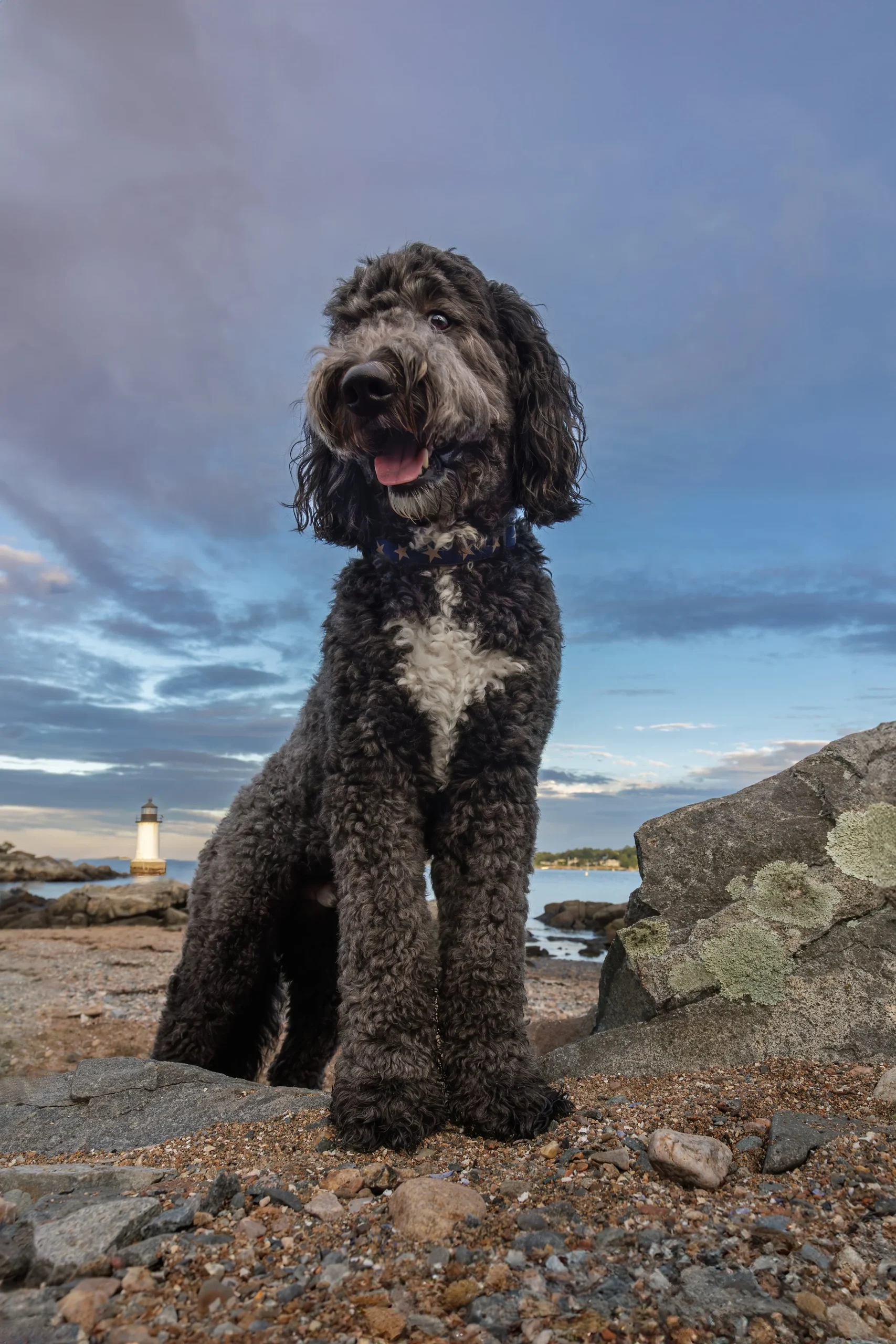 A black curly-coated dog with white patches, sitting on a rocky beach with water, a lighthouse, and cloudy sky in the background.