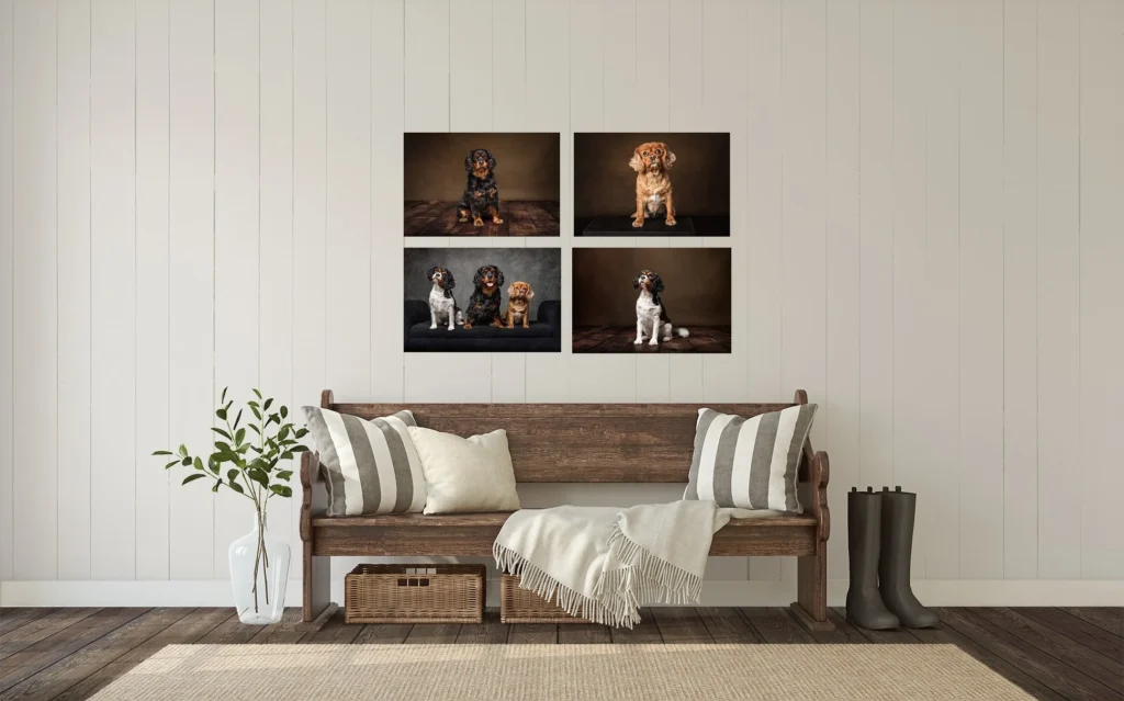 North Shore dog photographer capturing soulful portrait in Massachusetts