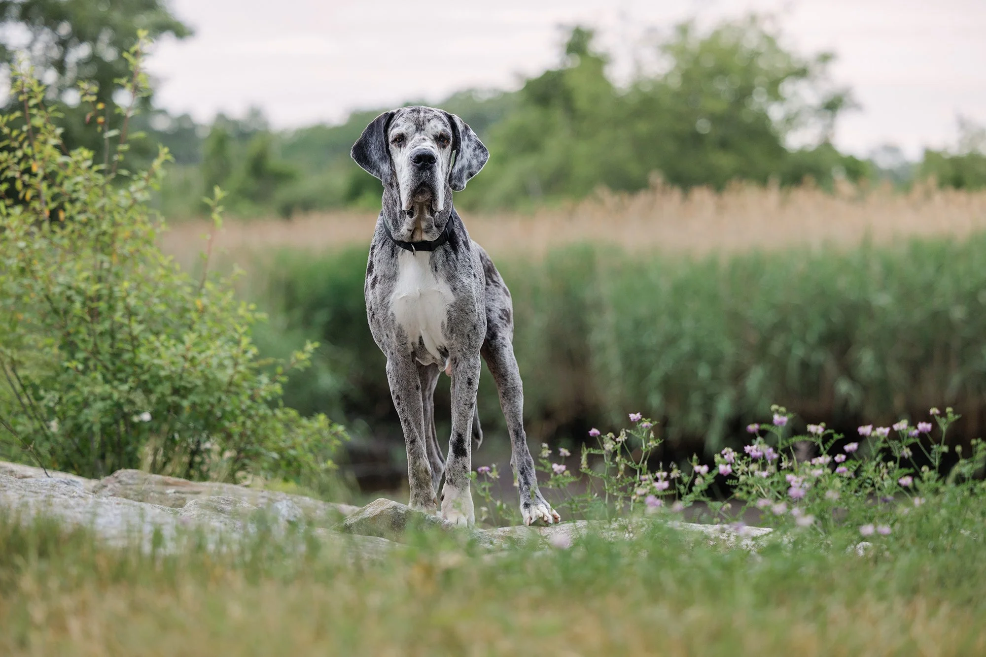 A Great Dane dog with a merle coat pattern standing outdoors on a rock, surrounded by grass, small purple flowers, and greenery, with a blurred natural landscape in the background.