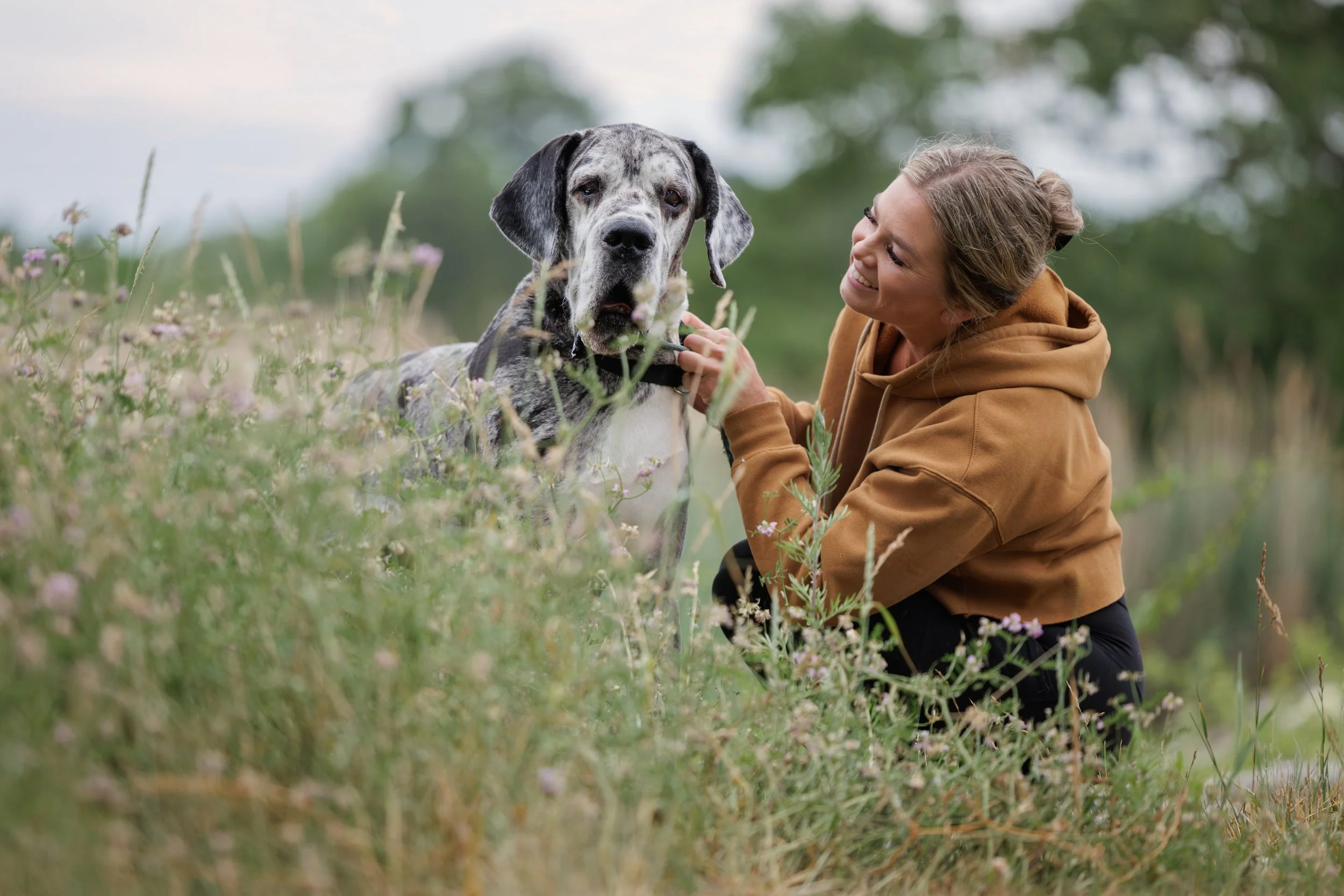 A woman with a brown hoodie kneeling next to a large, gray, black, and white merle Great Dane dog in a grassy field with small pink flowers, smiling and looking at the dog.