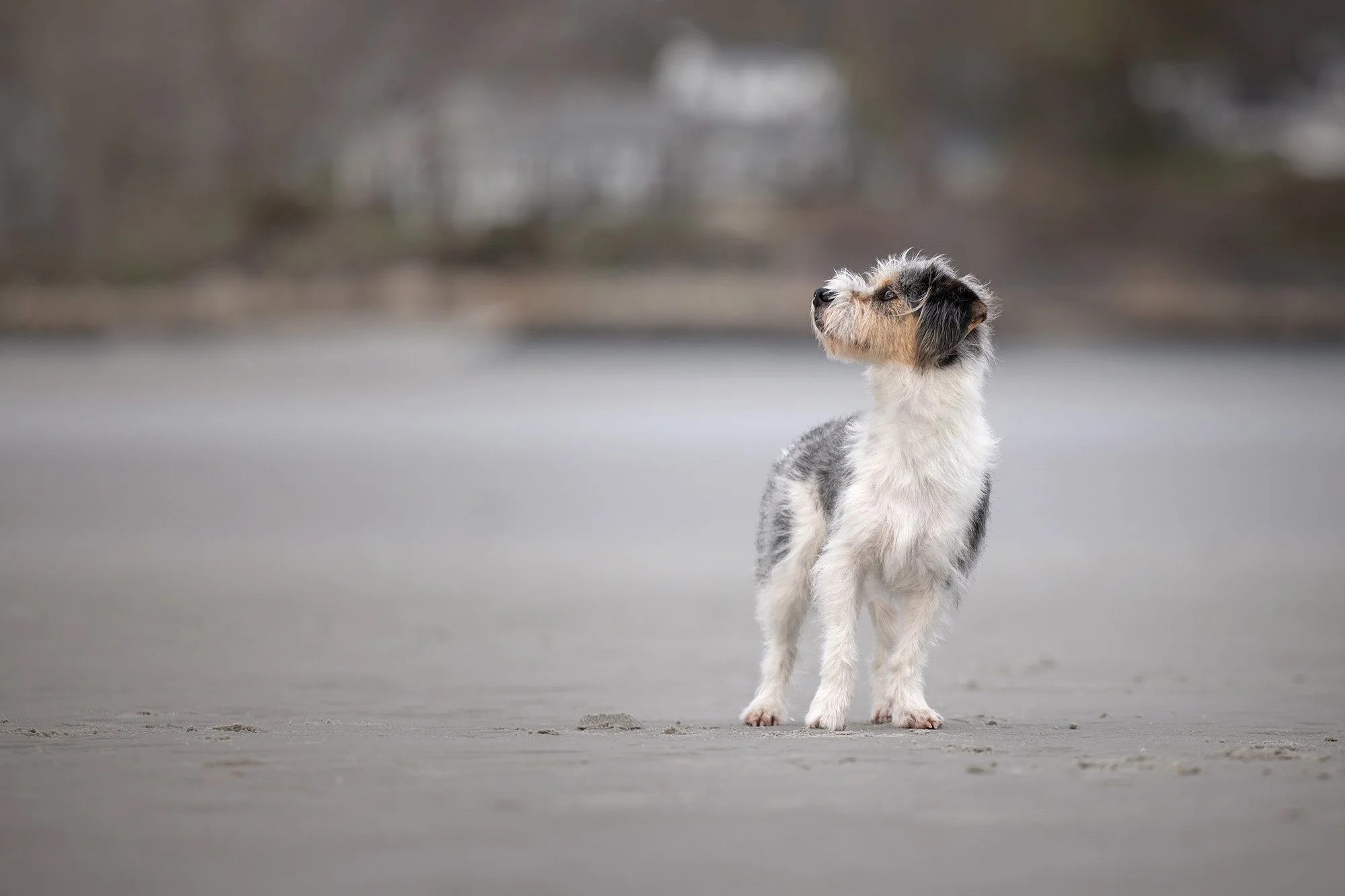 A dog with scruffy fur on a beach, looking to the side with a blurred shoreline in the background.