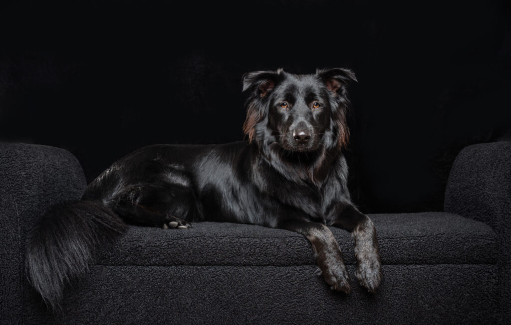 North Shore dog photographer capturing soulful portrait in Massachusetts