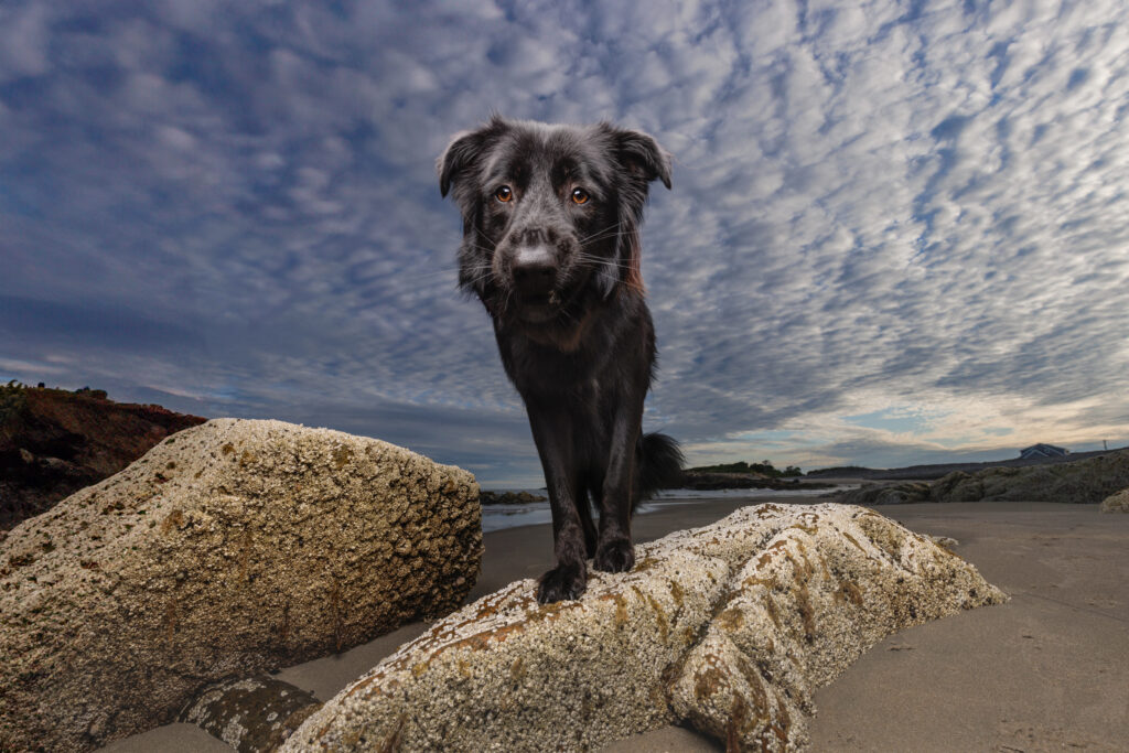 Black dog standing on rocks against a dramatic sky at Long Beach, Rockport