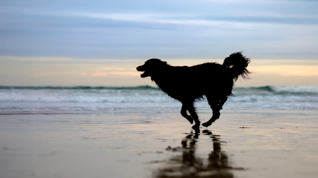 dog running on beach in sunset
