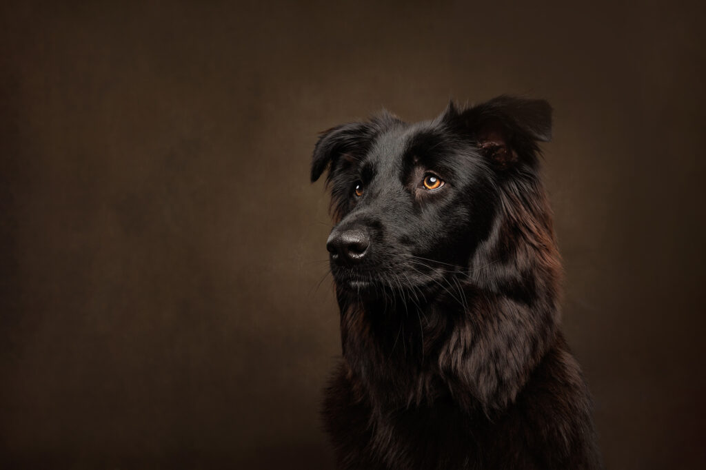 Fine art dog portrait created in Wakefield MA studio