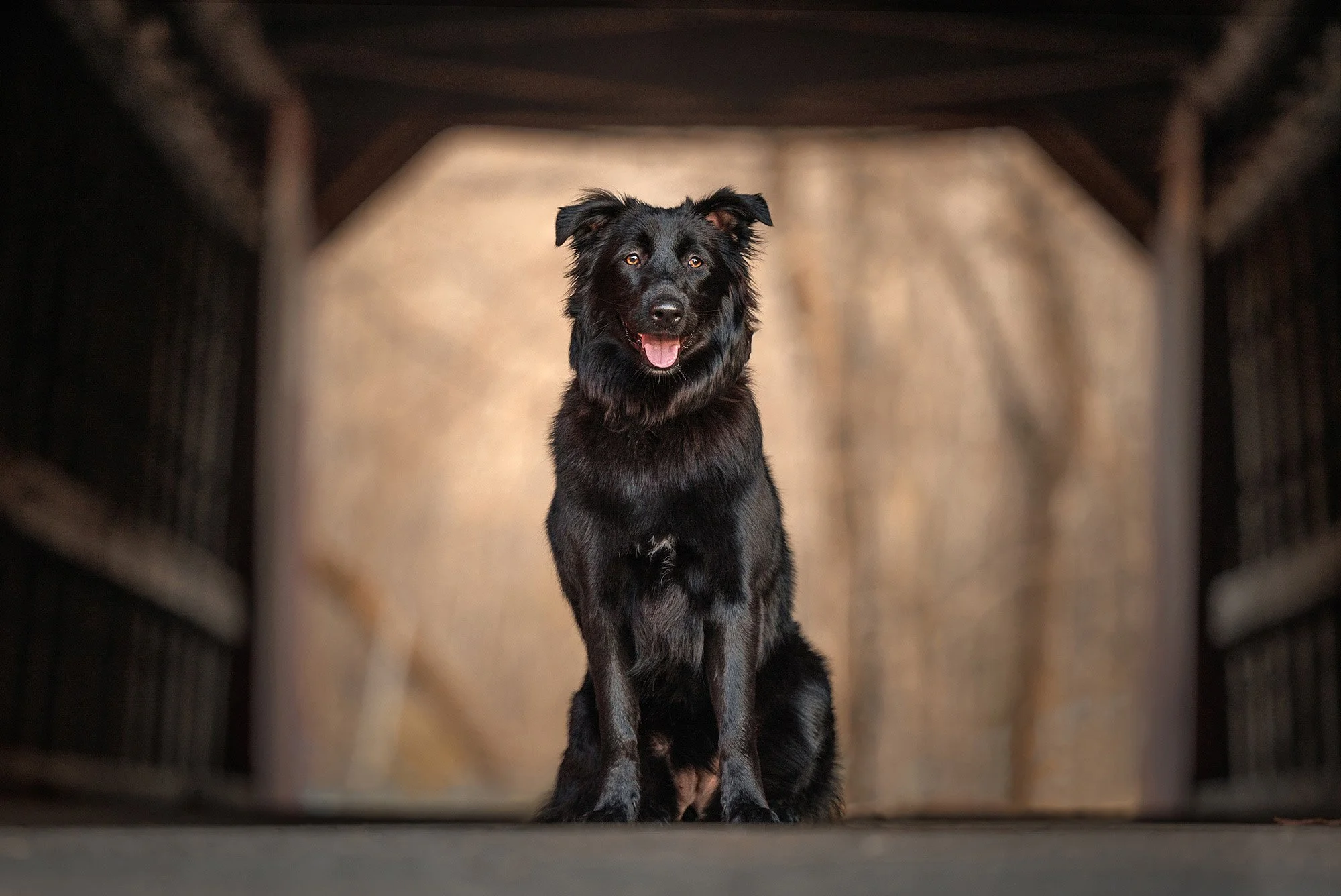 Black dog sitting inside a wooden doghouse, looking at the camera with open mouth and tongue out.