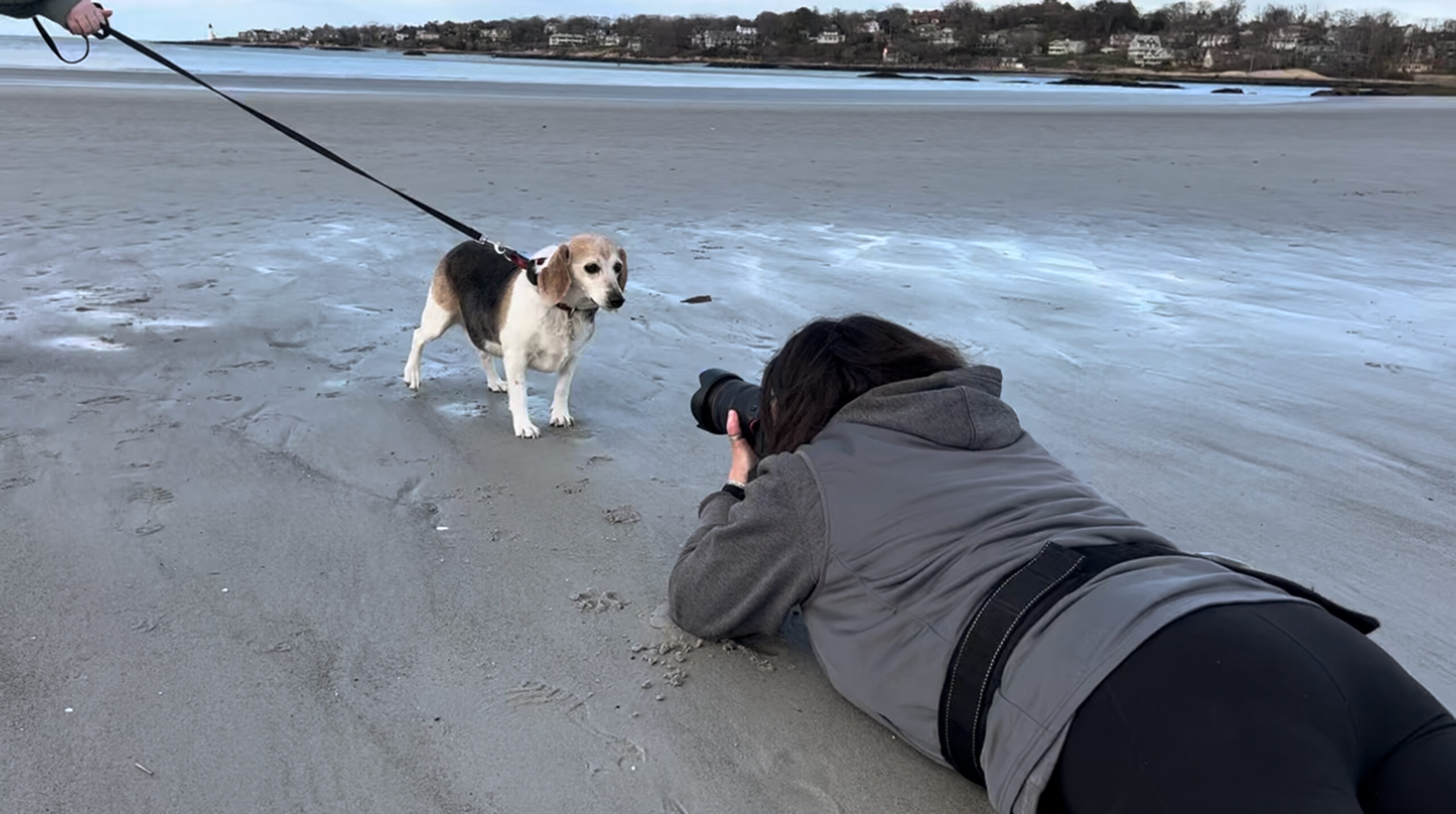 working with a dog on a leash at the beach