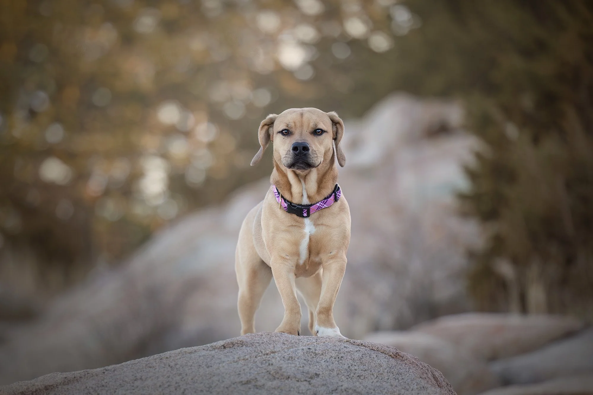 A tan dog with a pink and black collar standing on a large rock outdoors with a blurred natural background.