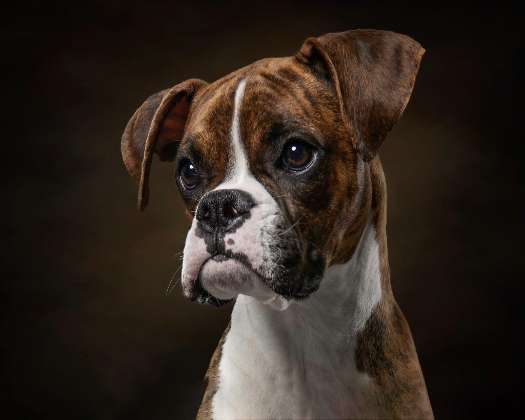 North Shore dog photographer capturing soulful portrait in Massachusetts