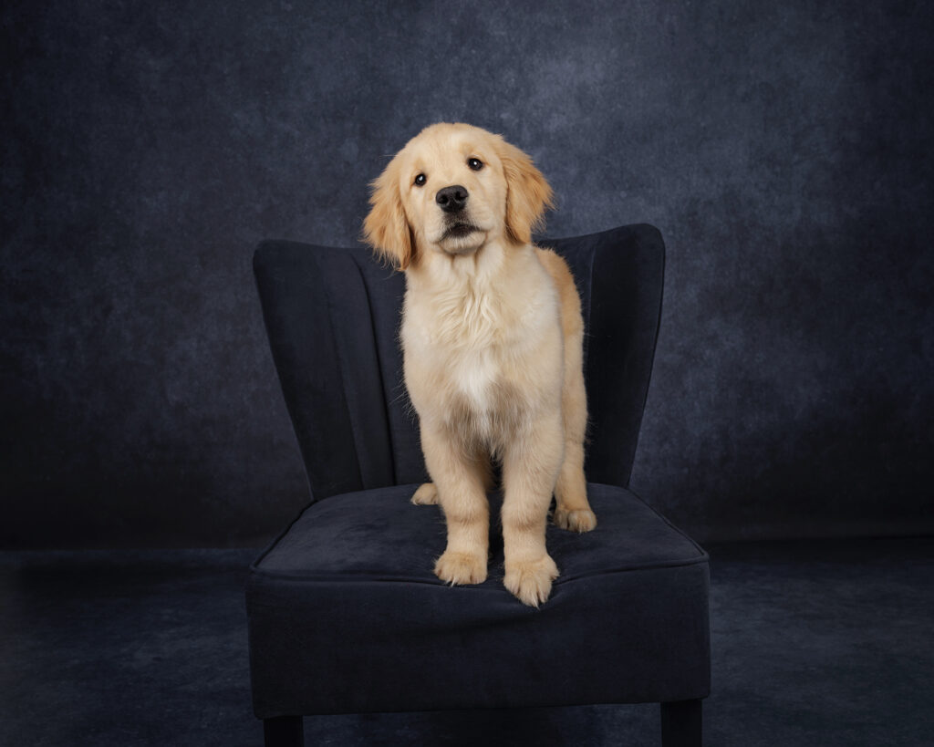 Studio dog photography in Wakefield, Massachusetts
