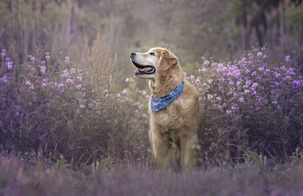 Legacy Dog Photography in Massachusetts