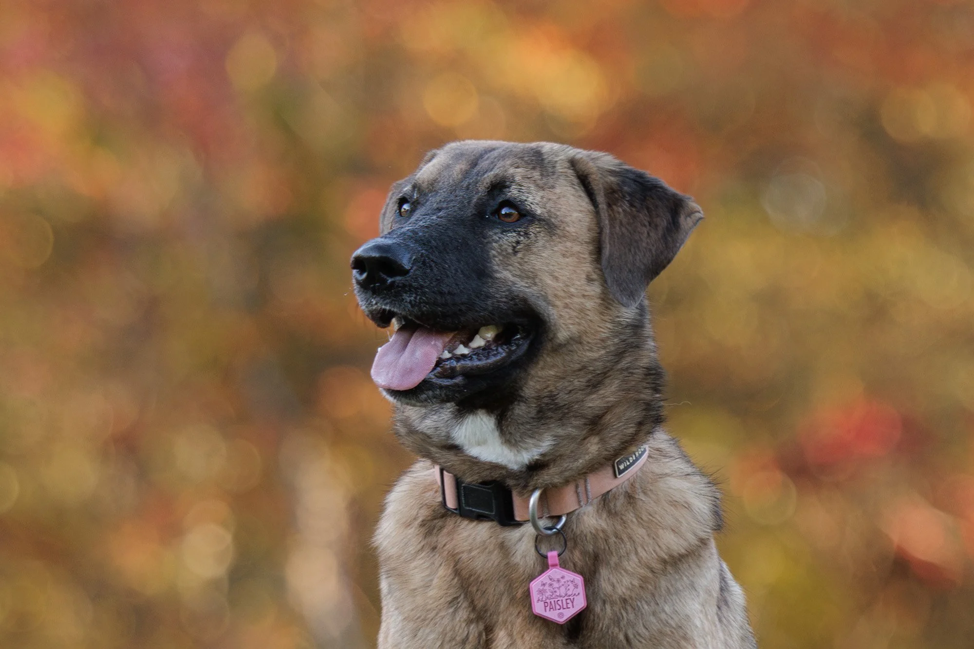 A brown and black mixed breed dog with a pink tag that says 'PAISLEY' on its collar, outdoors during autumn with blurred fall foliage in the background.