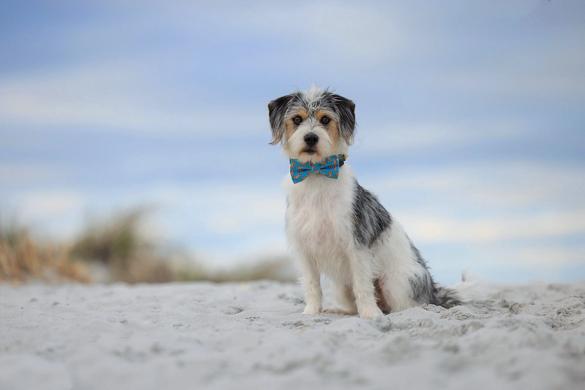 Small dog sitting posed on sand, wearing a blue bow tie, facing the camera. - Elizabeth Boudreau Photography