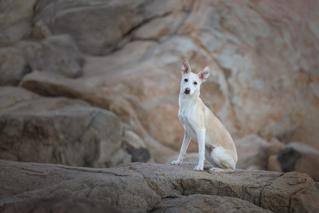 Rescue dog sitting on coastal rocks during a portrait session in New England